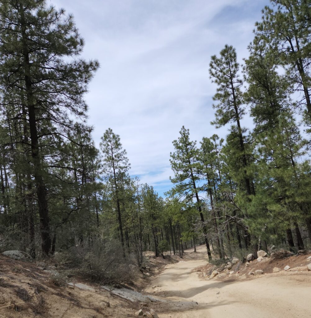 Dirt road near Prescott, AZ, in a pine forest
