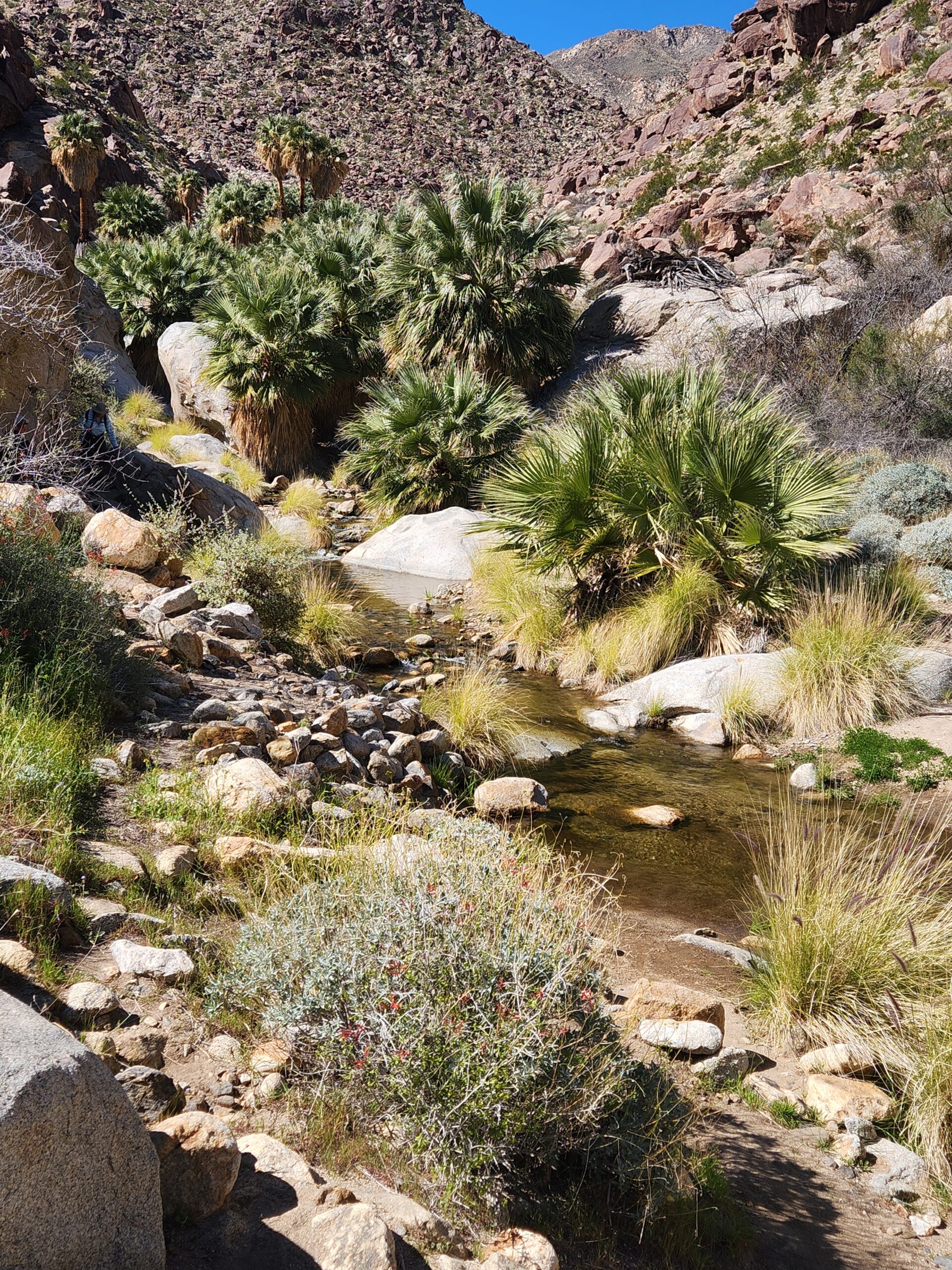 Palm tree oasis and natural spring in Anza Borrego Desert State Park