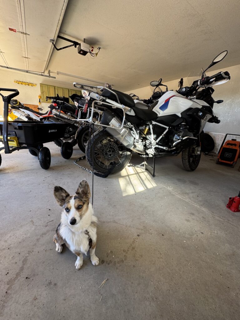 Churro, a blue merle toy australian shepherd/Corgi mix, sits in front of some BMW adventure motorcycles in a garage