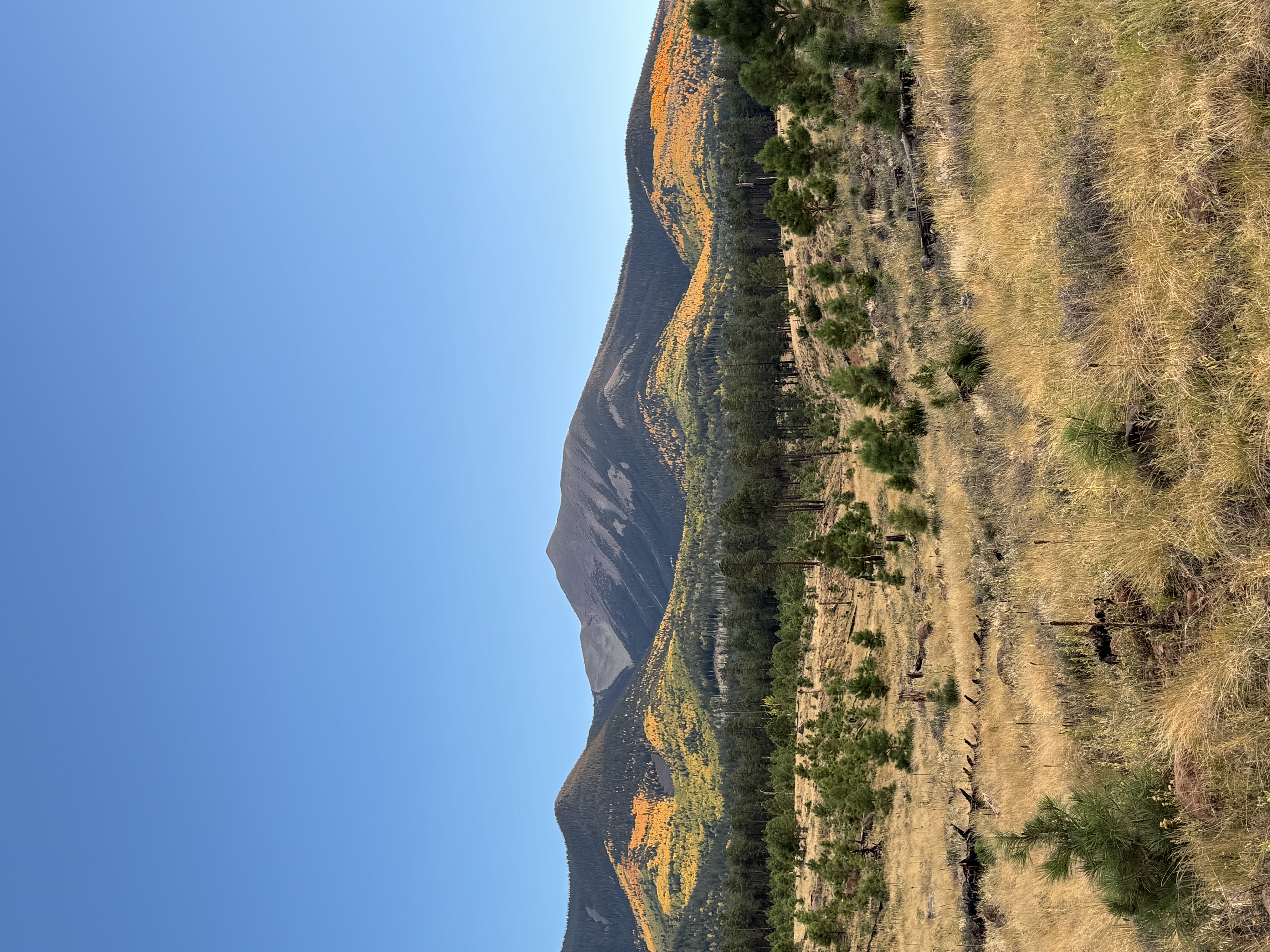 The San Francisco Peaks near Flagstaff, AZ, are awash with yellow aspen trees in the fall.