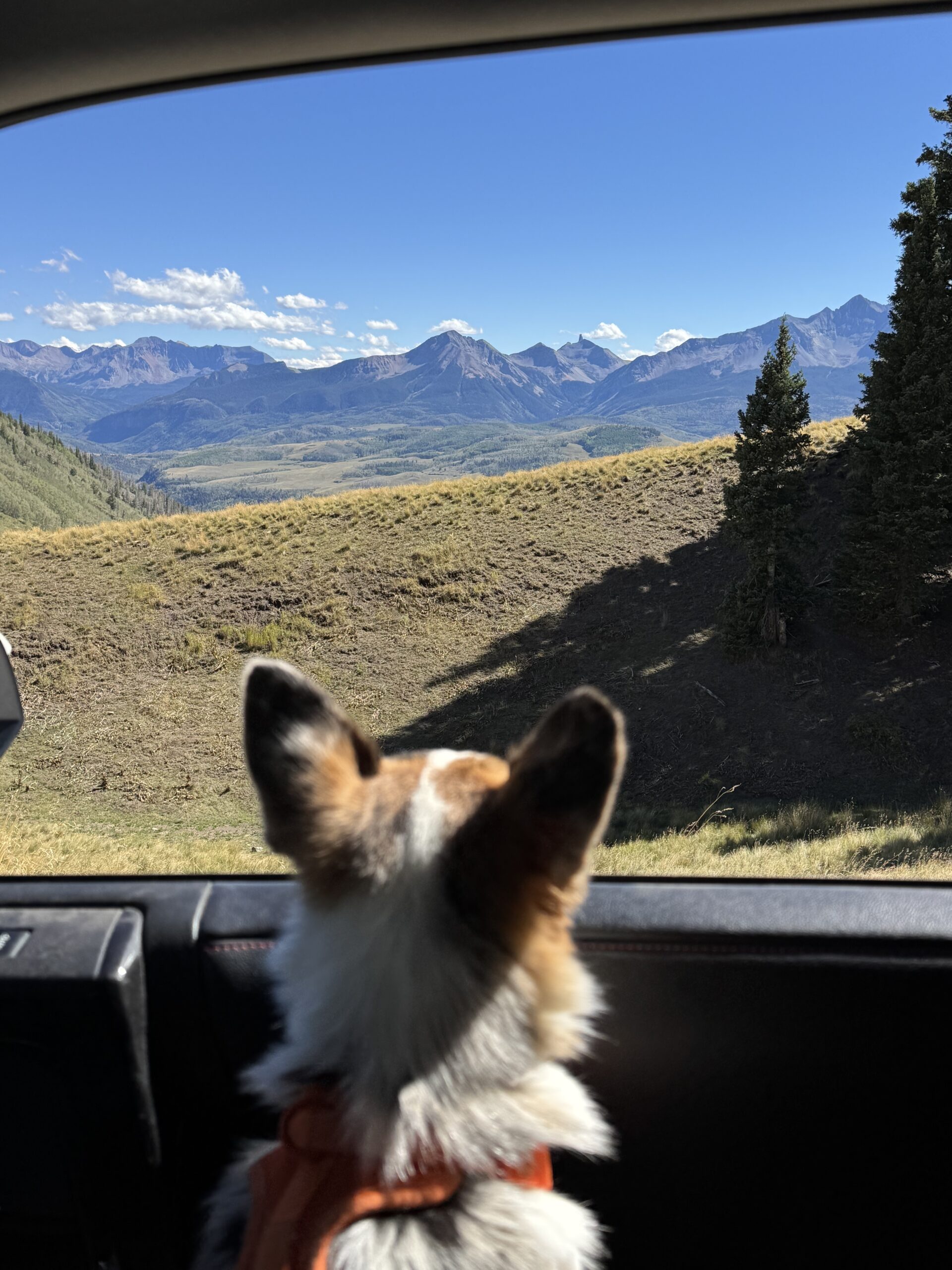 A silhouette of a small dog with large pointy ears looking out of a car window at the San Juan mountains in Colorado.